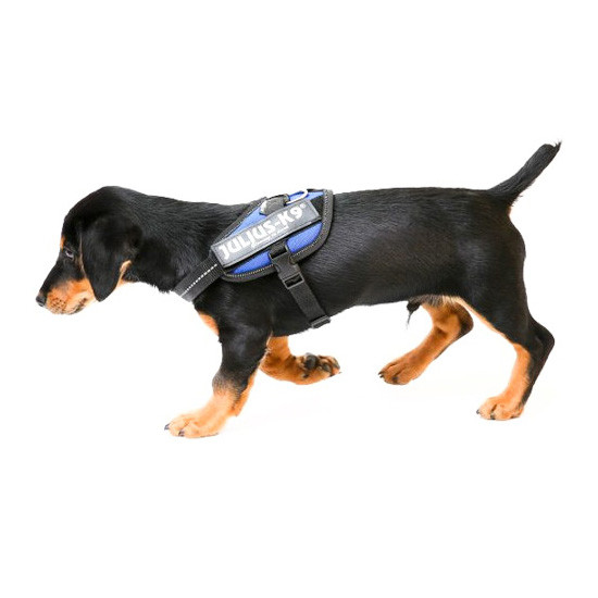 Imagen de Julius arnés idc mini mini azul